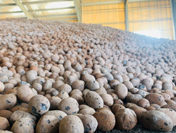 江西達人陶粒廠 衛生間回填陶粒 屋面找坡陶粒 室內抬高回填陶粒